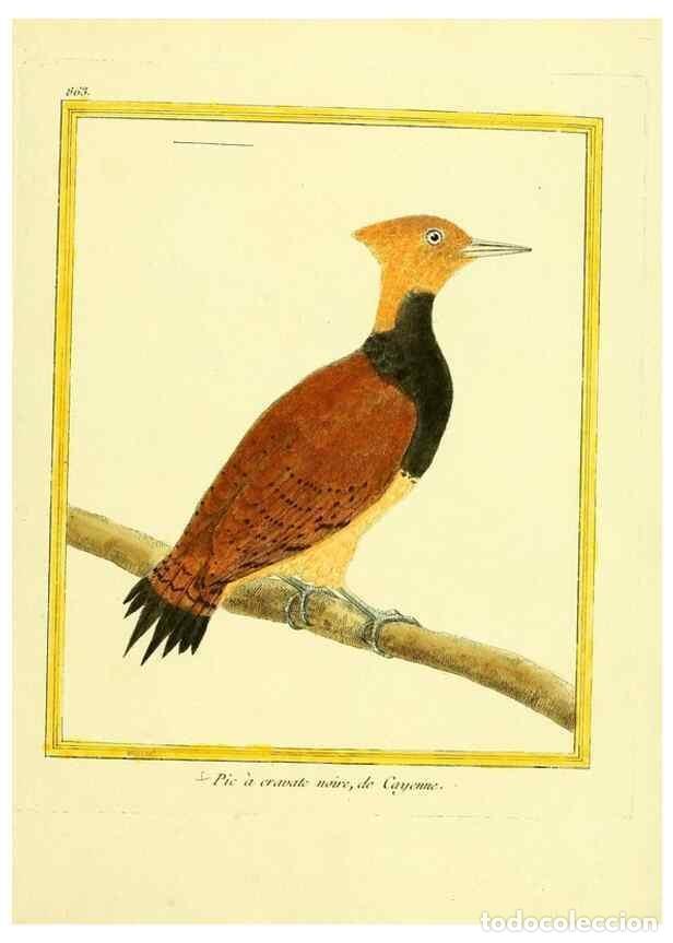 Colecionismo de Revistas e Jornais: Reproducci&oacute;n/Reproduction 49640468171: Planches enlumin&eacute;es d'histoire naturelle. Paris? :s.n.,1765-1