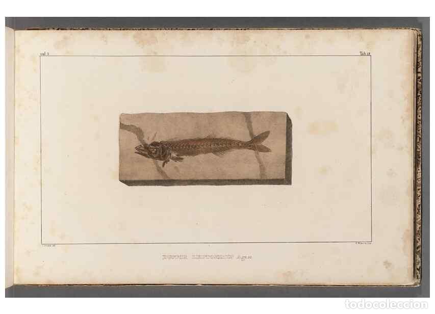 Colecionismo de Revistas e Jornais: Reproducci&oacute;n/Reproduction 49640569772: Recherches sur les poissons fossiles ... /. Neuchatel :Petitp