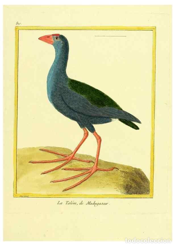 Colecionismo de Revistas e Jornais: Reproducci&oacute;n/Reproduction 49640721647: Planches enlumin&eacute;es d'histoire naturelle. Paris? :s.n.,1765-1