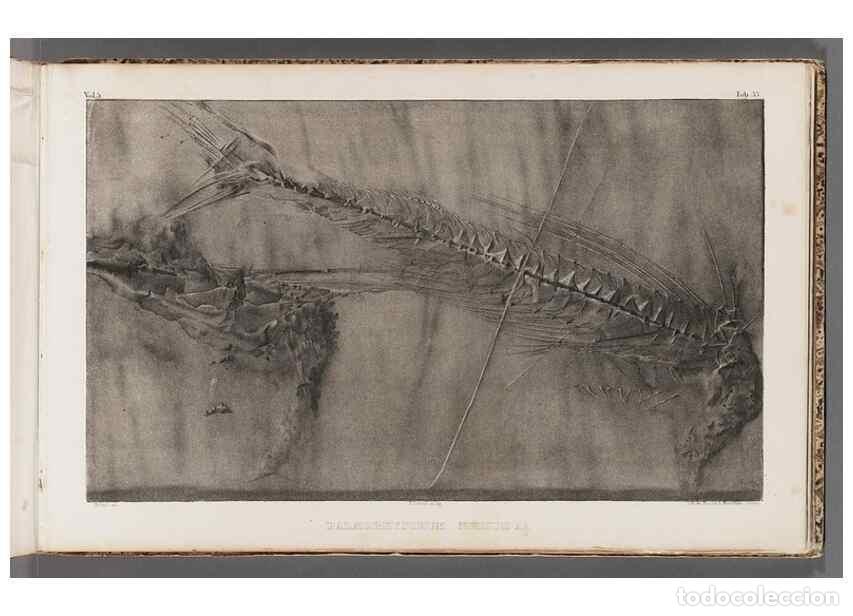 Colecionismo de Revistas e Jornais: Reproducci&oacute;n/Reproduction 49639779923: Recherches sur les poissons fossiles ... /. Neuchatel :Petitp