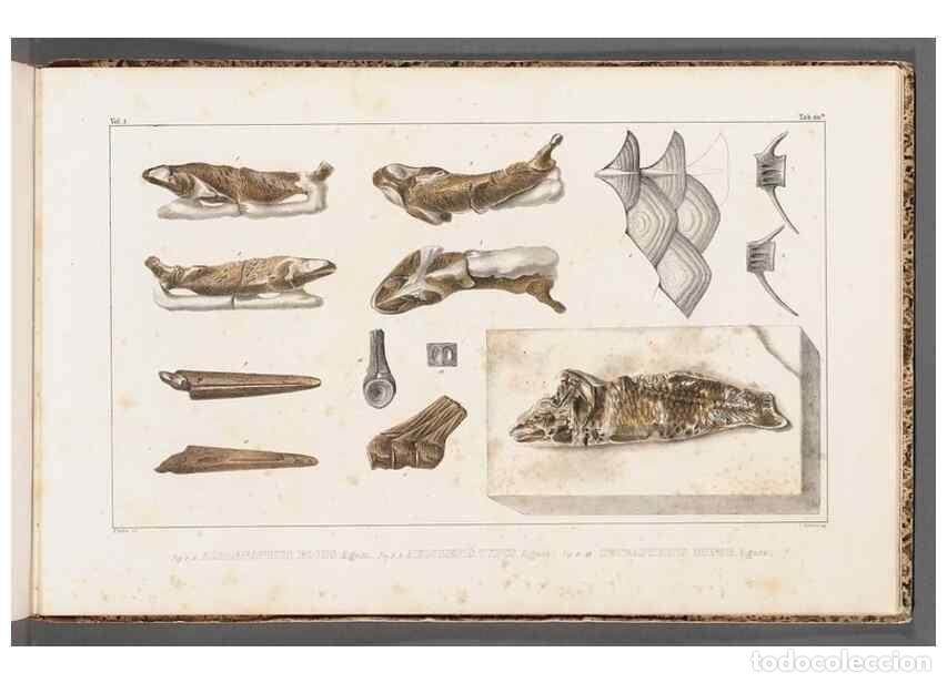 Colecionismo de Revistas e Jornais: Reproducci&oacute;n/Reproduction 49640586652: Recherches sur les poissons fossiles ... /. Neuchatel :Petitp