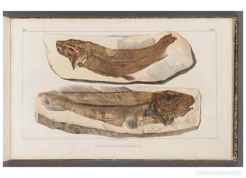 Colecionismo de Revistas e Jornais: Reproducci&oacute;n/Reproduction 49640298401: Recherches sur les poissons fossiles ... /. Neuchatel :Petitp