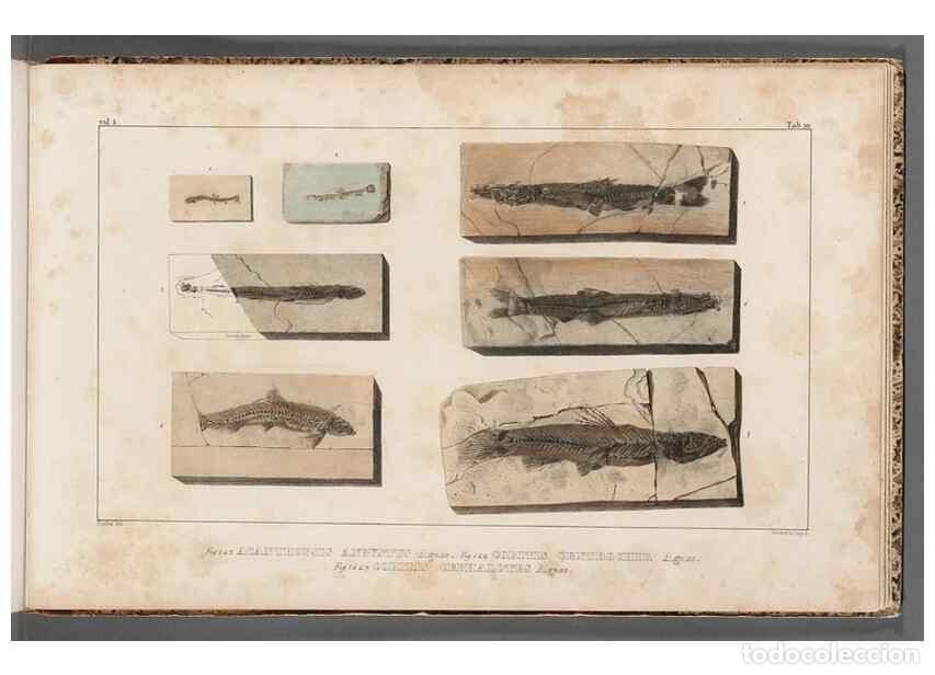 Coleccionismo de Revistas y Peri&oacute;dicos: Reproducci&oacute;n/Reproduction 49640583117: Recherches sur les poissons fossiles ... /. Neuchatel :Petitp