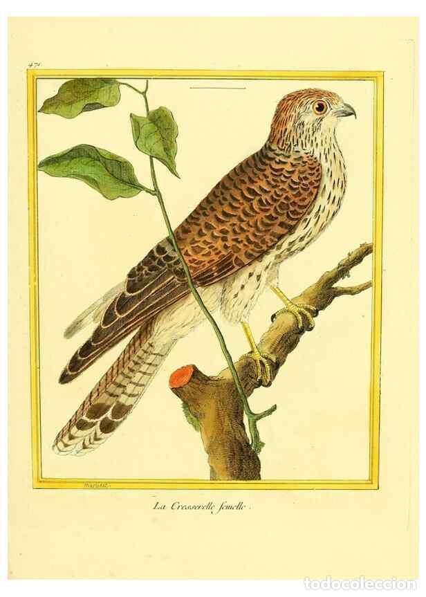 Coleccionismo de Revistas y Peri&oacute;dicos: Reproducci&oacute;n/Reproduction 49639316763: Planches enlumin&eacute;es d'histoire naturelle. Paris? :s.n.,1765-1