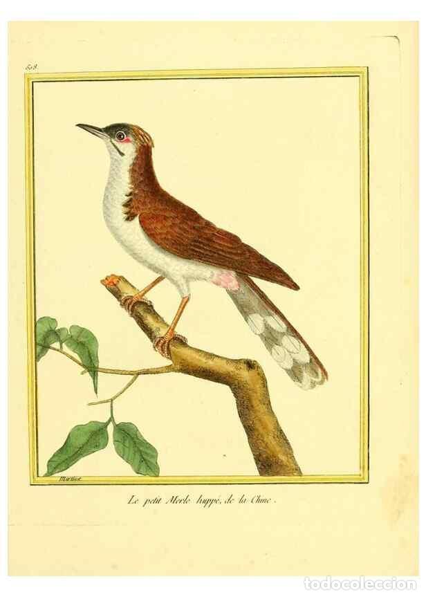 Coleccionismo de Revistas y Peri&oacute;dicos: Reproducci&oacute;n/Reproduction 49640281222: Planches enlumin&eacute;es d'histoire naturelle. Paris? :s.n.,1765-1