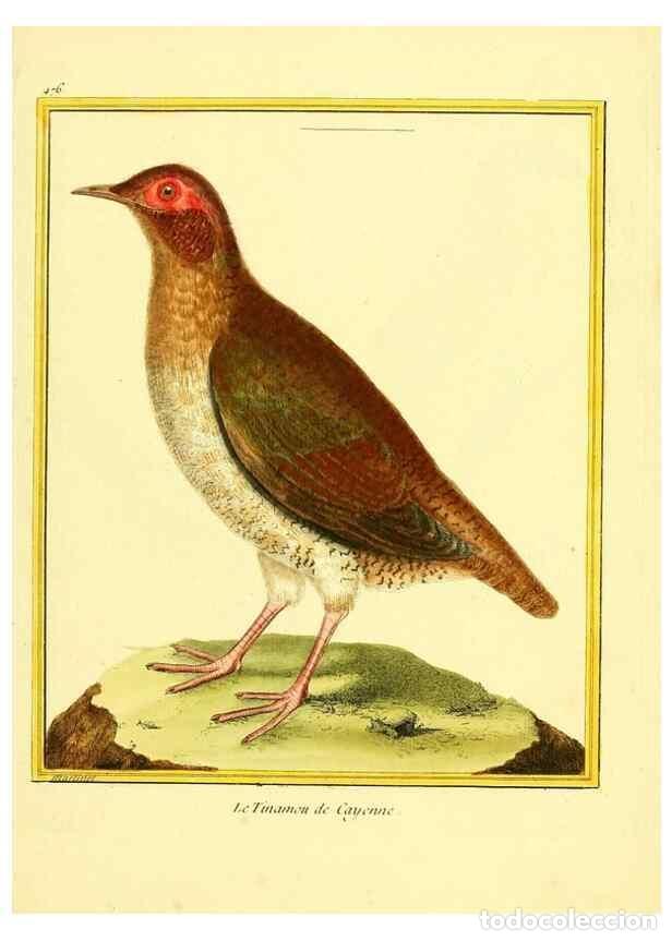 Coleccionismo de Revistas y Peri&oacute;dicos: Reproducci&oacute;n/Reproduction 49640117162: Planches enlumin&eacute;es d'histoire naturelle. Paris? :s.n.,1765-1