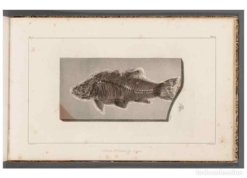 Coleccionismo de Revistas y Peri&oacute;dicos: Reproducci&oacute;n/Reproduction 49639787758: Recherches sur les poissons fossiles ... /. Neuchatel :Petitp