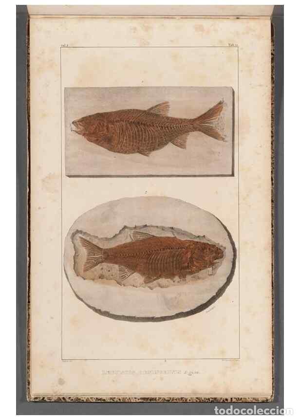 Coleccionismo de Revistas y Peri&oacute;dicos: Reproducci&oacute;n/Reproduction 49639789518: Recherches sur les poissons fossiles ... /. Neuchatel :Petitp