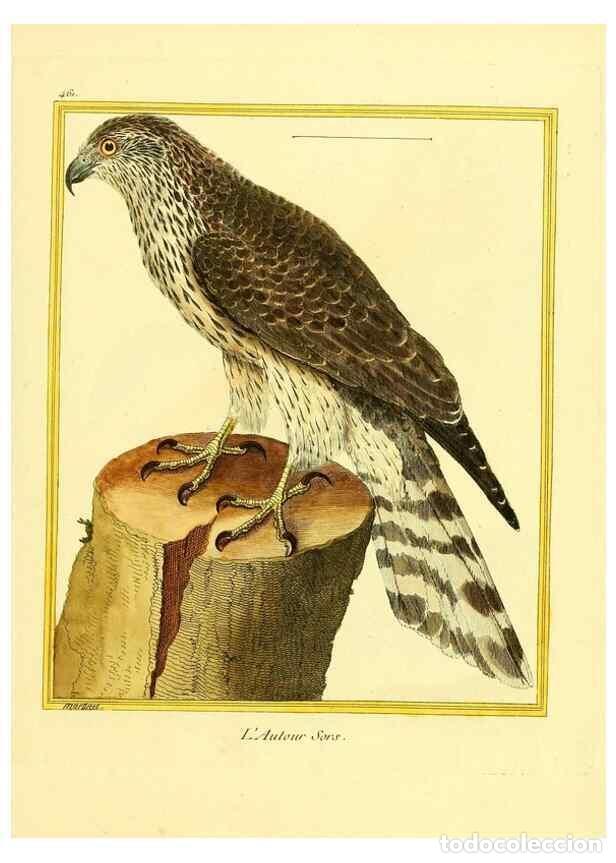 Coleccionismo de Revistas y Peri&oacute;dicos: Reproducci&oacute;n/Reproduction 49639839001: Planches enlumin&eacute;es d'histoire naturelle. Paris? :s.n.,1765-1