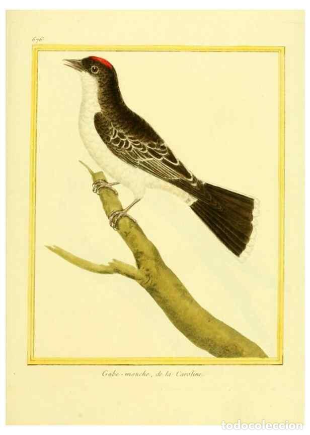 Coleccionismo de Revistas y Peri&oacute;dicos: Reproducci&oacute;n/Reproduction 49639580398: Planches enlumin&eacute;es d'histoire naturelle. Paris? :s.n.,1765-1