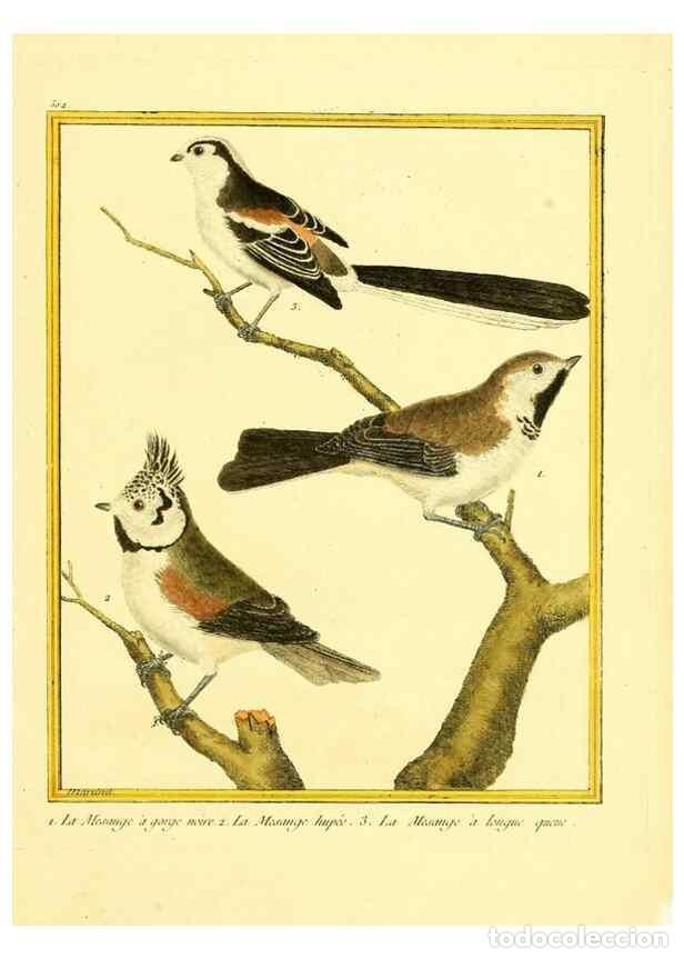 Coleccionismo de Revistas y Peri&oacute;dicos: Reproducci&oacute;n/Reproduction 49640279757: Planches enlumin&eacute;es d'histoire naturelle. Paris? :s.n.,1765-1