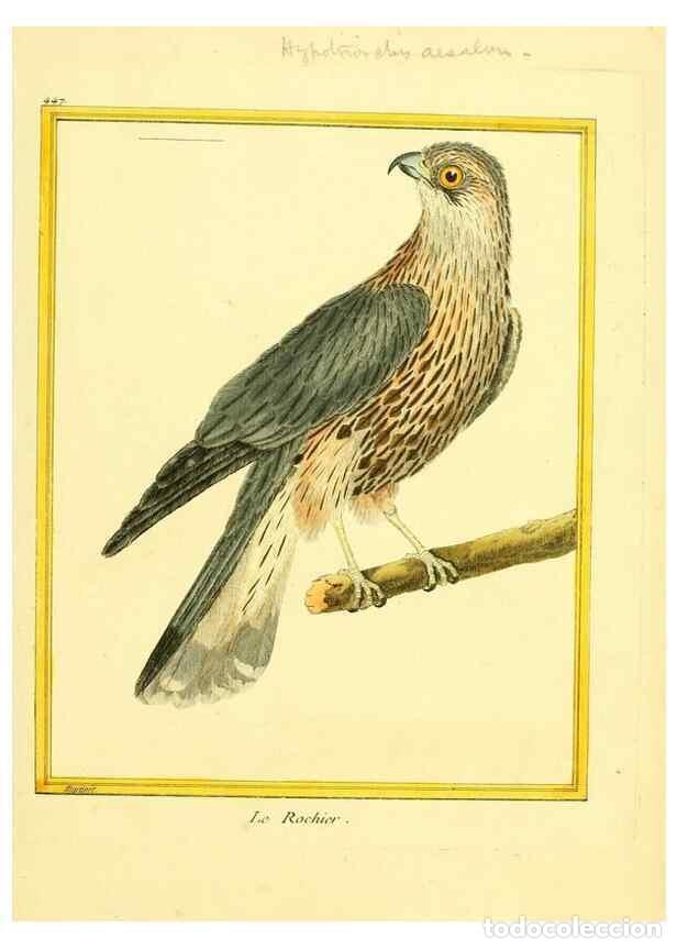 Coleccionismo de Revistas y Peri&oacute;dicos: Reproducci&oacute;n/Reproduction 49639308568: Planches enlumin&eacute;es d'histoire naturelle. Paris? :s.n.,1765-1