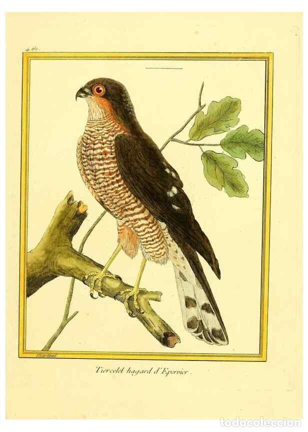 Coleccionismo de Revistas y Peri&oacute;dicos: Reproducci&oacute;n/Reproduction 49640113967: Planches enlumin&eacute;es d'histoire naturelle. Paris? :s.n.,1765-1