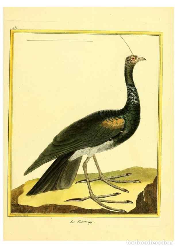 Coleccionismo de Revistas y Peri&oacute;dicos: Reproducci&oacute;n/Reproduction 49640108292: Planches enlumin&eacute;es d'histoire naturelle. Paris? :s.n.,1765-1