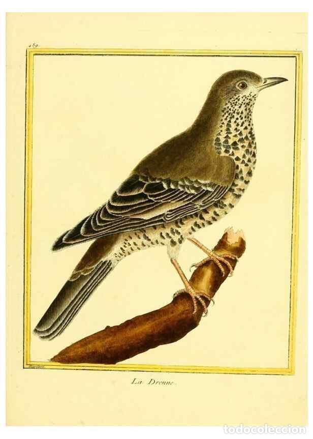 Coleccionismo de Revistas y Peri&oacute;dicos: Reproducci&oacute;n/Reproduction 49639322693: Planches enlumin&eacute;es d'histoire naturelle. Paris? :s.n.,1765-1