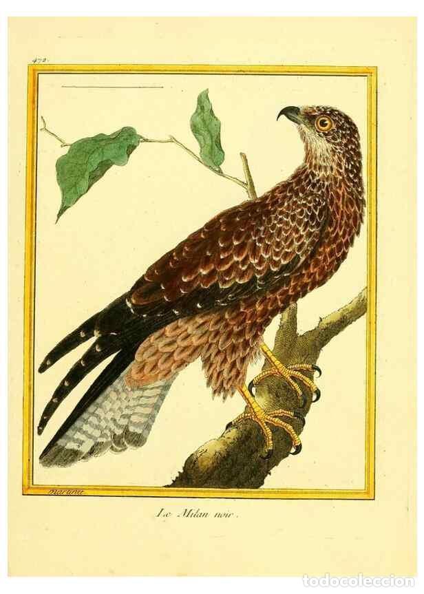 Coleccionismo de Revistas y Peri&oacute;dicos: Reproducci&oacute;n/Reproduction 49639317043: Planches enlumin&eacute;es d'histoire naturelle. Paris? :s.n.,1765-1