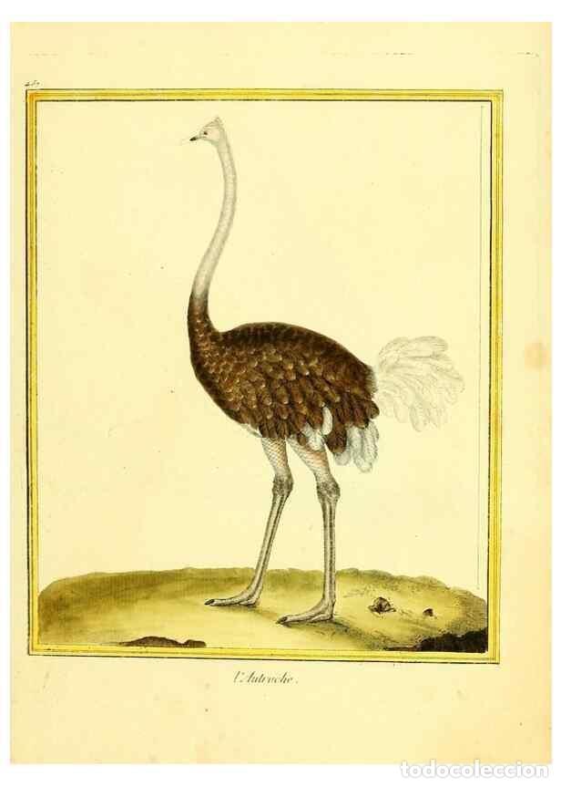 Coleccionismo de Revistas y Peri&oacute;dicos: Reproducci&oacute;n/Reproduction 49639837631: Planches enlumin&eacute;es d'histoire naturelle. Paris? :s.n.,1765-1