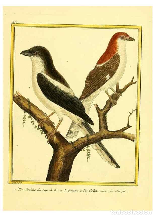 Coleccionismo de Revistas y Peri&oacute;dicos: Reproducci&oacute;n/Reproduction 49639844356: Planches enlumin&eacute;es d'histoire naturelle. Paris? :s.n.,1765-1