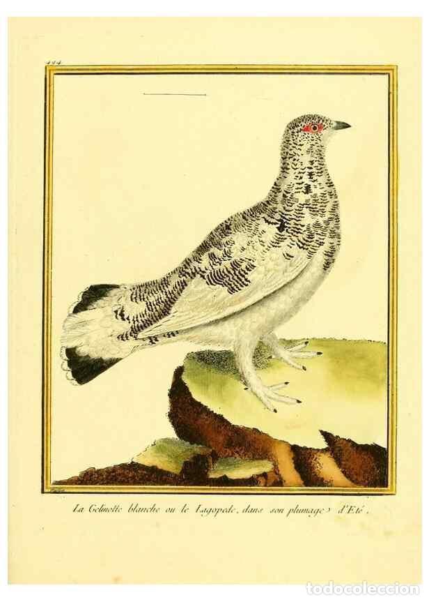 Coleccionismo de Revistas y Peri&oacute;dicos: Reproducci&oacute;n/Reproduction 49639849156: Planches enlumin&eacute;es d'histoire naturelle. Paris? :s.n.,1765-1