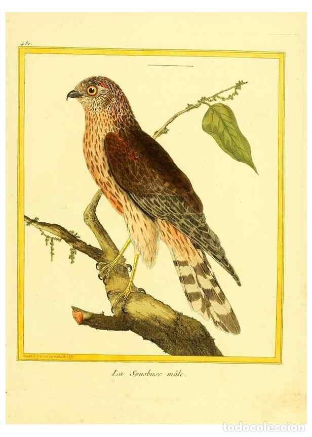 Coleccionismo de Revistas y Peri&oacute;dicos: Reproducci&oacute;n/Reproduction 49639845256: Planches enlumin&eacute;es d'histoire naturelle. Paris? :s.n.,1765-1