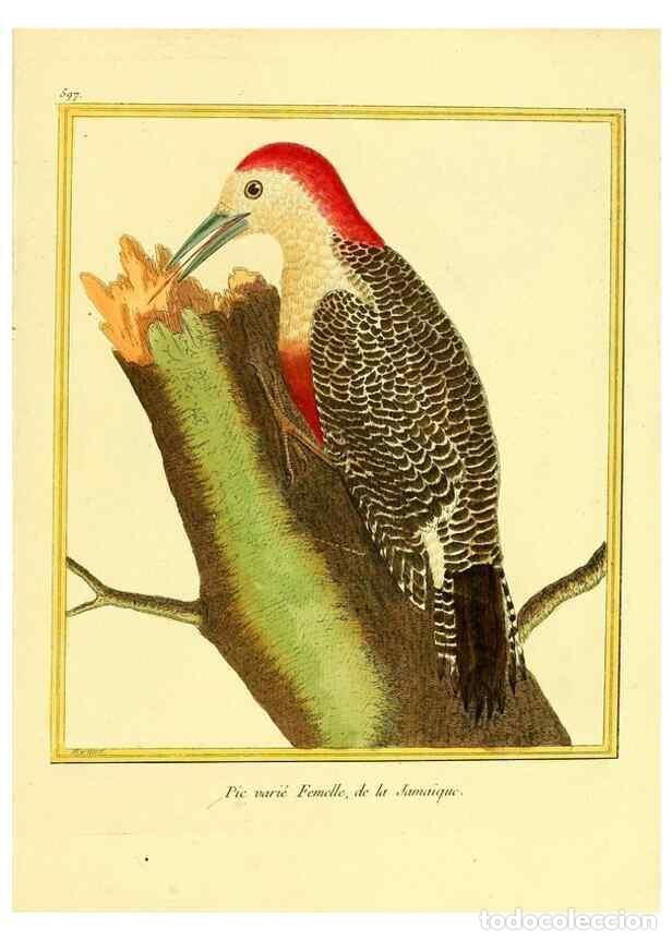 Collectionnisme de Revues et Journaux: Reproducci&oacute;n/Reproduction 49640304702: Planches enlumin&eacute;es d'histoire naturelle. Paris? :s.n.,1765-1