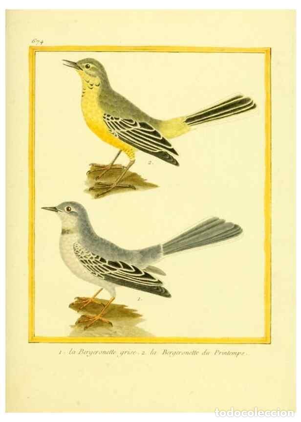 Collectionnisme de Revues et Journaux: Reproducci&oacute;n/Reproduction 49639580048: Planches enlumin&eacute;es d'histoire naturelle. Paris? :s.n.,1765-1