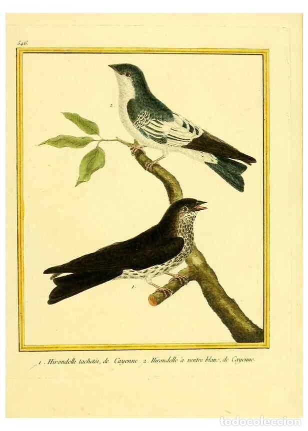 Collectionnisme de Revues et Journaux: Reproducci&oacute;n/Reproduction 49640017371: Planches enlumin&eacute;es d'histoire naturelle. Paris? :s.n.,1765-1