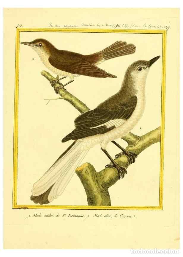 Collectionnisme de Revues et Journaux: Reproducci&oacute;n/Reproduction 49640294592: Planches enlumin&eacute;es d'histoire naturelle. Paris? :s.n.,1765-1