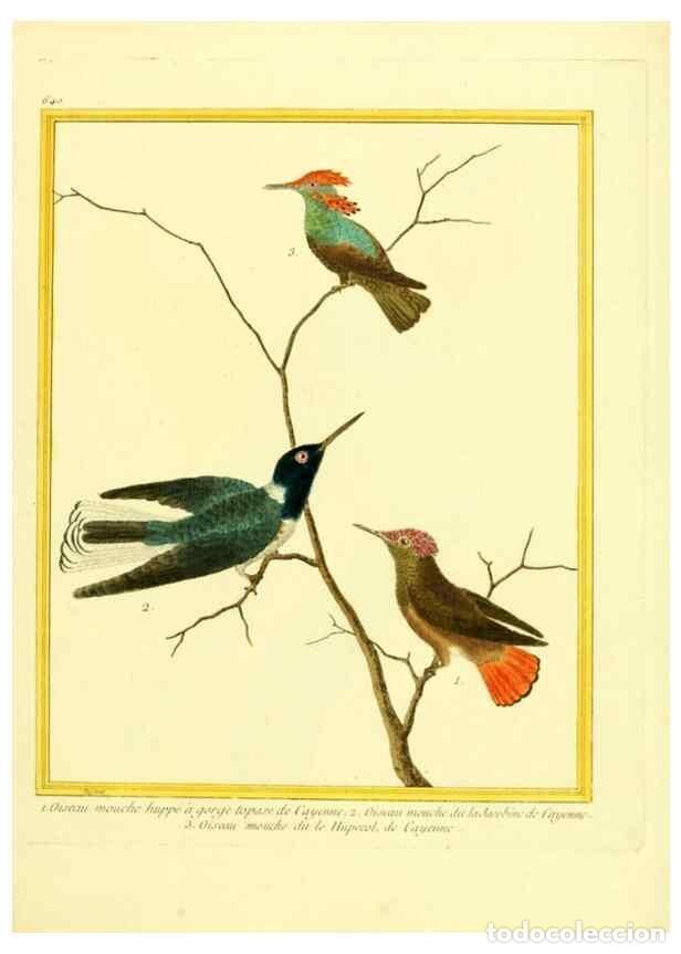 Collectionnisme de Revues et Journaux: Reproducci&oacute;n/Reproduction 49640095471: Planches enlumin&eacute;es d'histoire naturelle. Paris? :s.n.,1765-1