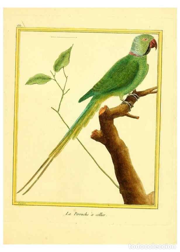 Collectionnisme de Revues et Journaux: Reproducci&oacute;n/Reproduction 49640018856: Planches enlumin&eacute;es d'histoire naturelle. Paris? :s.n.,1765-1