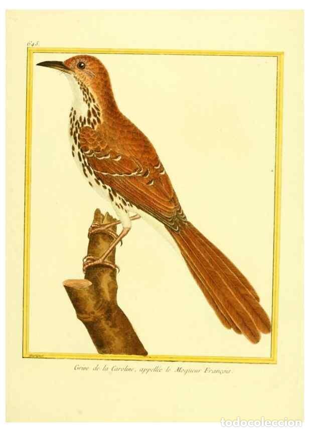 Collectionnisme de Revues et Journaux: Reproducci&oacute;n/Reproduction 49640096626: Planches enlumin&eacute;es d'histoire naturelle. Paris? :s.n.,1765-1