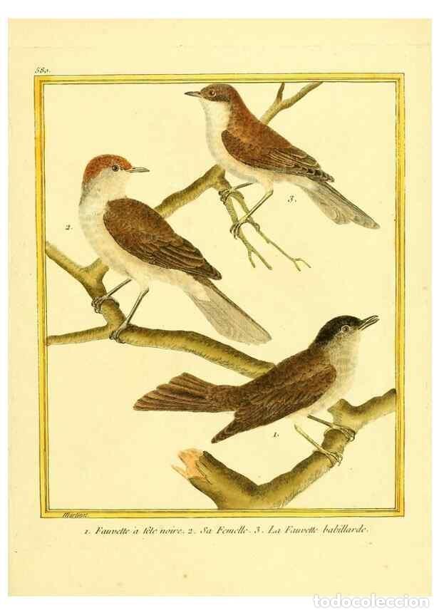 Collectionnisme de Revues et Journaux: Reproducci&oacute;n/Reproduction 49639502153: Planches enlumin&eacute;es d'histoire naturelle. Paris? :s.n.,1765-1