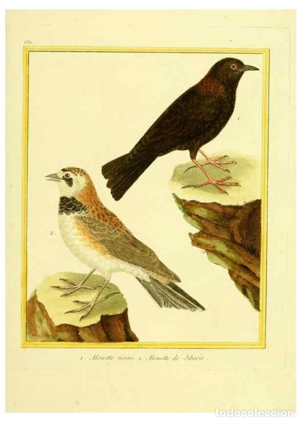 Collectionnisme de Revues et Journaux: Reproducci&oacute;n/Reproduction 49640370837: Planches enlumin&eacute;es d'histoire naturelle. Paris? :s.n.,1765-1