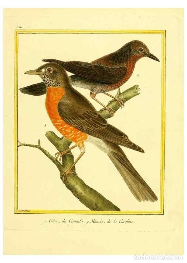 Collectionnisme de Revues et Journaux: Reproducci&oacute;n/Reproduction 49640020166: Planches enlumin&eacute;es d'histoire naturelle. Paris? :s.n.,1765-1