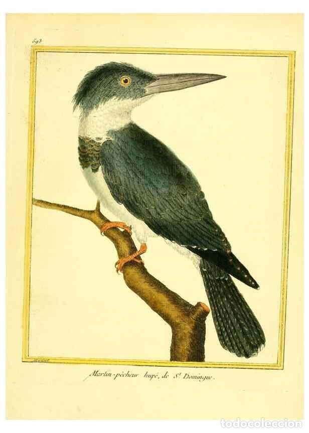 Collectionnisme de Revues et Journaux: Reproducci&oacute;n/Reproduction 49640030496: Planches enlumin&eacute;es d'histoire naturelle. Paris? :s.n.,1765-1