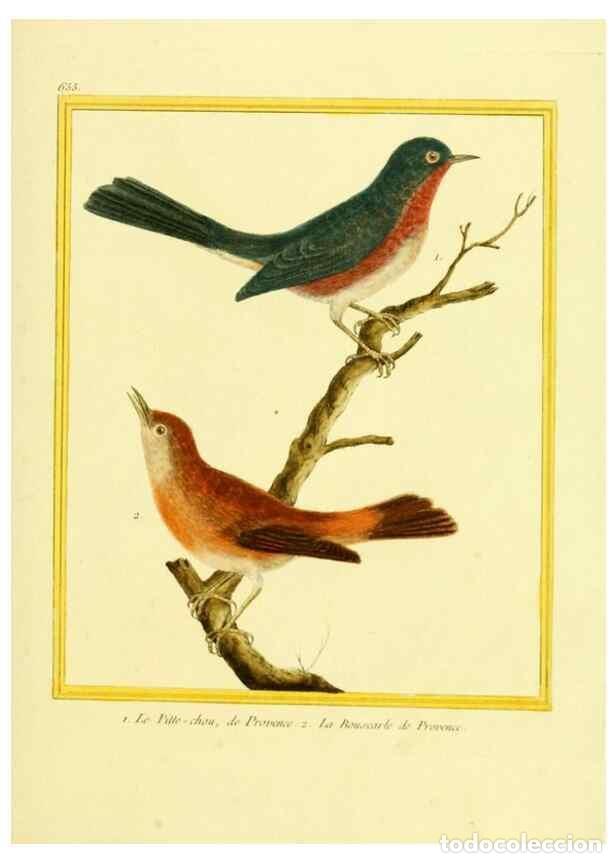 Collectionnisme de Revues et Journaux: Reproducci&oacute;n/Reproduction 49639575313: Planches enlumin&eacute;es d'histoire naturelle. Paris? :s.n.,1765-1