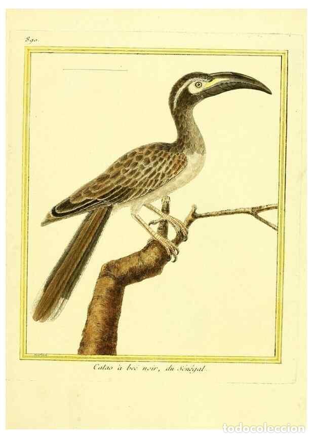 Collectionnisme de Revues et Journaux: Reproducci&oacute;n/Reproduction 49639953818: Planches enlumin&eacute;es d'histoire naturelle. Paris? :s.n.,1765-1