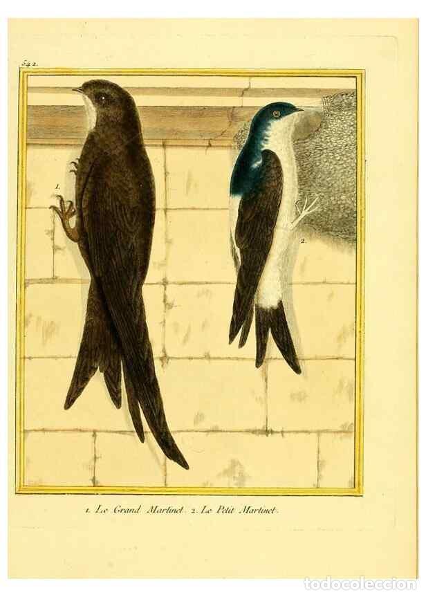 Collectionnisme de Revues et Journaux: Reproducci&oacute;n/Reproduction 49640289867: Planches enlumin&eacute;es d'histoire naturelle. Paris? :s.n.,1765-1