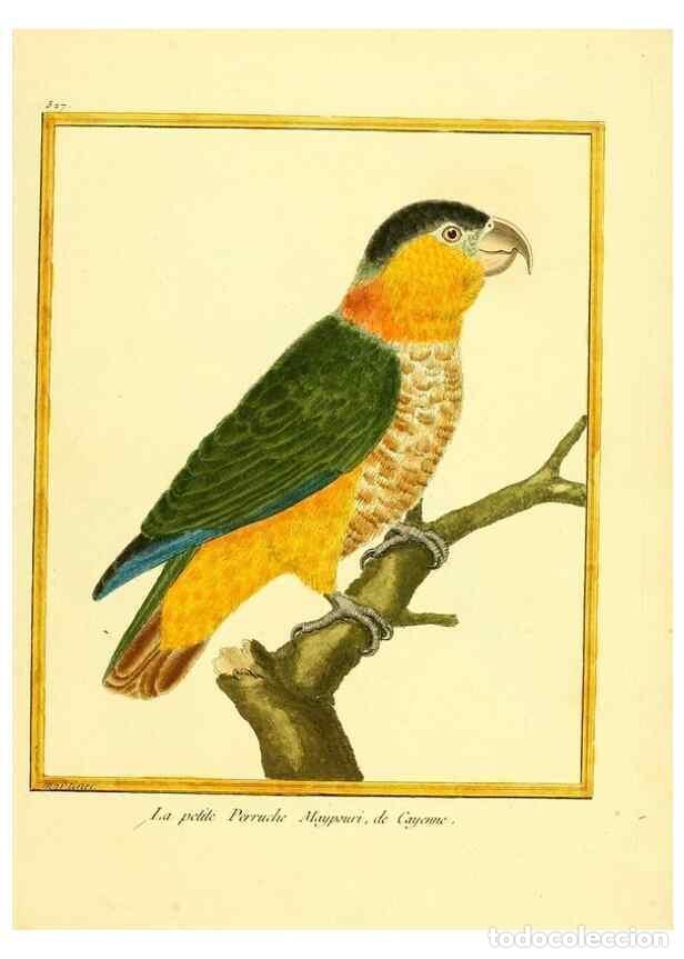 Collectionnisme de Revues et Journaux: Reproducci&oacute;n/Reproduction 49640286092: Planches enlumin&eacute;es d'histoire naturelle. Paris? :s.n.,1765-1