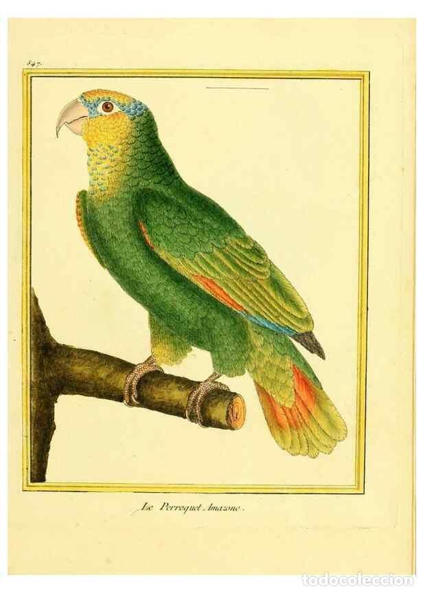 Collectionnisme de Revues et Journaux: Reproducci&oacute;n/Reproduction 49640291172: Planches enlumin&eacute;es d'histoire naturelle. Paris? :s.n.,1765-1