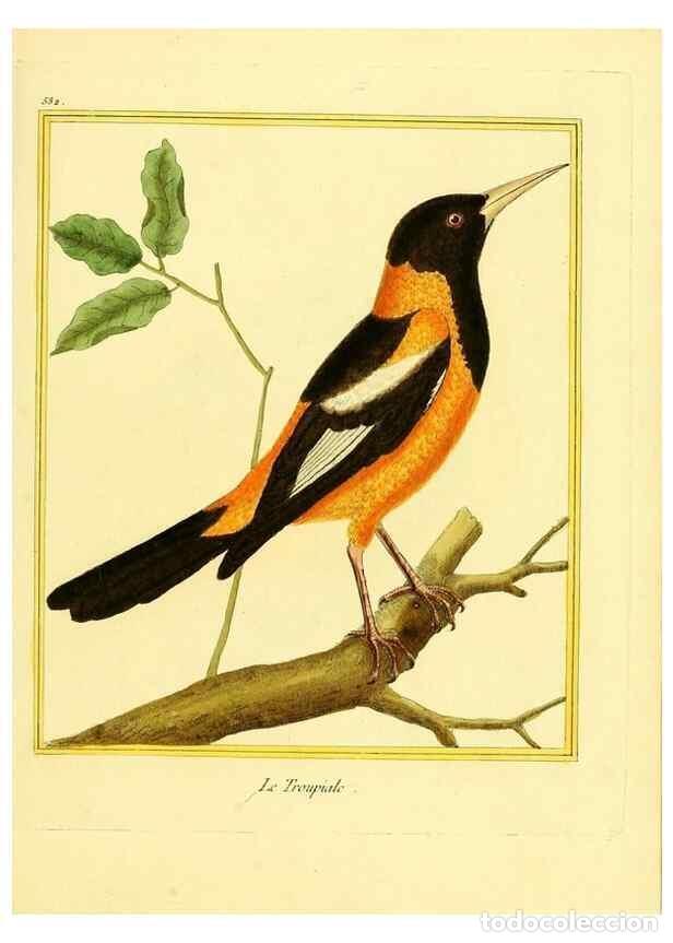 Collectionnisme de Revues et Journaux: Reproducci&oacute;n/Reproduction 49640013831: Planches enlumin&eacute;es d'histoire naturelle. Paris? :s.n.,1765-1