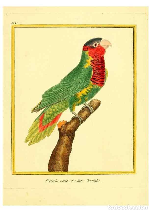 Collectionnisme de Revues et Journaux: Reproducci&oacute;n/Reproduction 49639494828: Planches enlumin&eacute;es d'histoire naturelle. Paris? :s.n.,1765-1