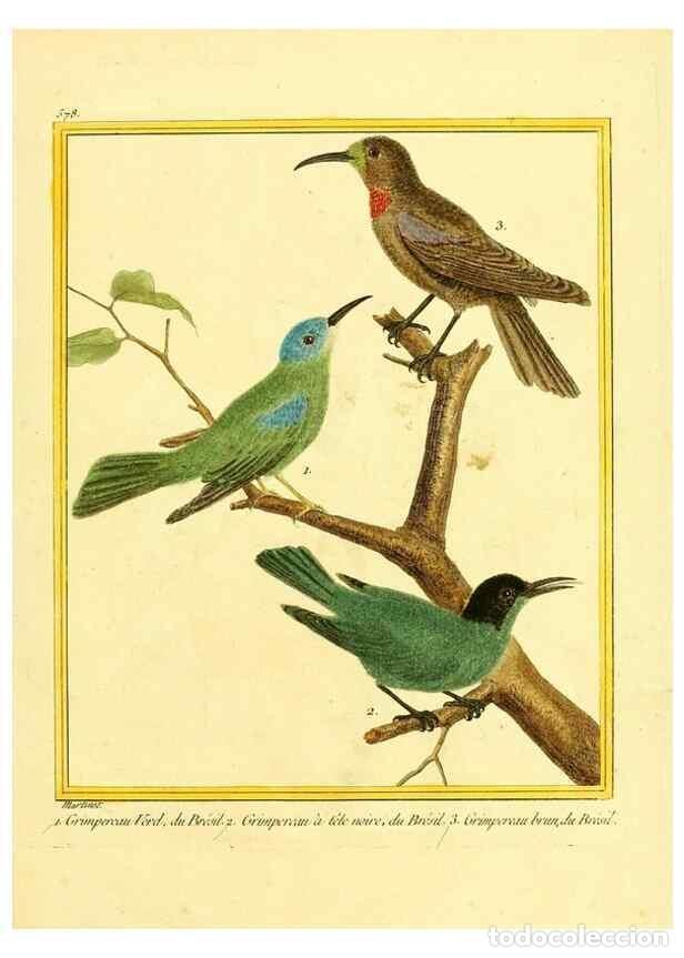 Collectionnisme de Revues et Journaux: Reproducci&oacute;n/Reproduction 49640026486: Planches enlumin&eacute;es d'histoire naturelle. Paris? :s.n.,1765-1