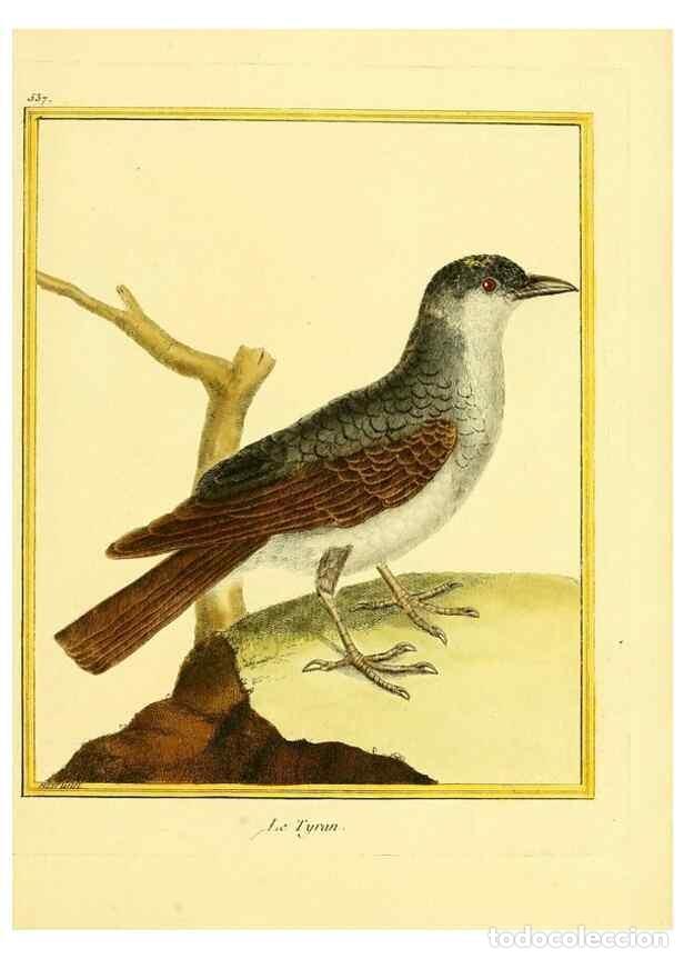 Collectionnisme de Revues et Journaux: Reproducci&oacute;n/Reproduction 49639490888: Planches enlumin&eacute;es d'histoire naturelle. Paris? :s.n.,1765-1