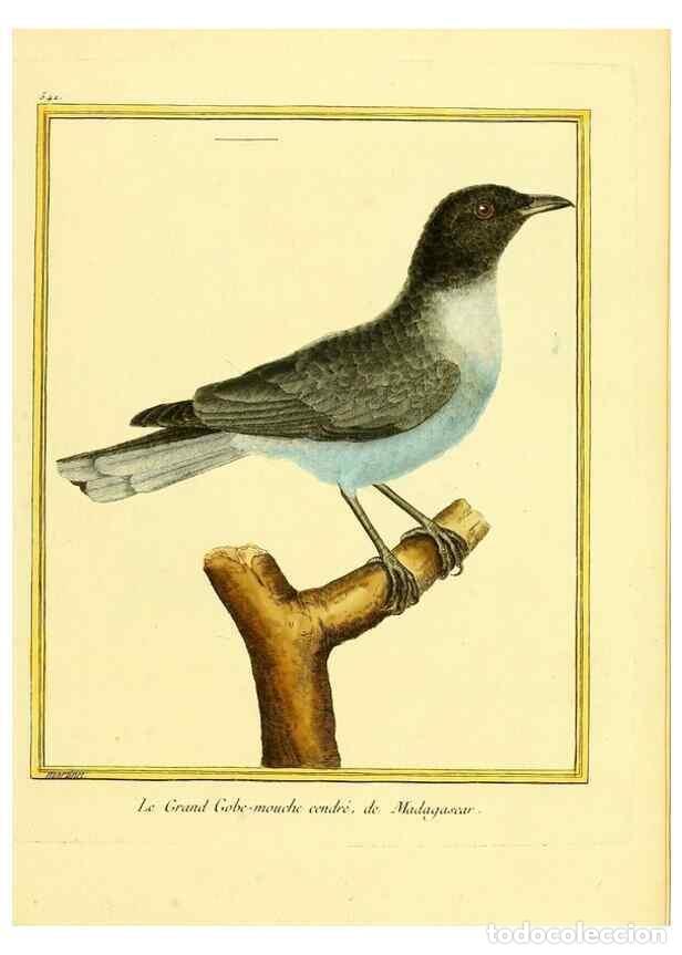 Collectionnisme de Revues et Journaux: Reproducci&oacute;n/Reproduction 49639491843: Planches enlumin&eacute;es d'histoire naturelle. Paris? :s.n.,1765-1