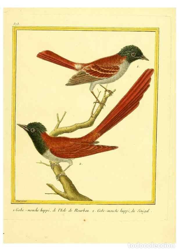 Collectionnisme de Revues et Journaux: Reproducci&oacute;n/Reproduction 49639500258: Planches enlumin&eacute;es d'histoire naturelle. Paris? :s.n.,1765-1