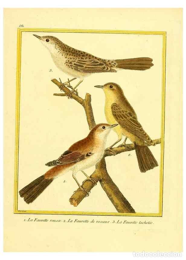 Collectionnisme de Revues et Journaux: Reproducci&oacute;n/Reproduction 49640027326: Planches enlumin&eacute;es d'histoire naturelle. Paris? :s.n.,1765-1