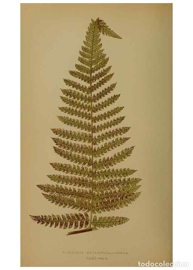 Collectionnisme de Revues et Journaux: Reproducci&oacute;n/Reproduction 49628753897: Ferns: British and exotic.... London,Groombridge and Sons,185