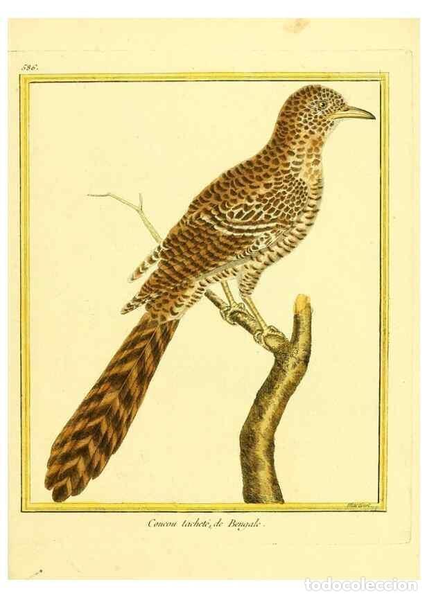 Collectionnisme de Revues et Journaux: Reproducci&oacute;n/Reproduction 49640028746: Planches enlumin&eacute;es d'histoire naturelle. Paris? :s.n.,1765-1