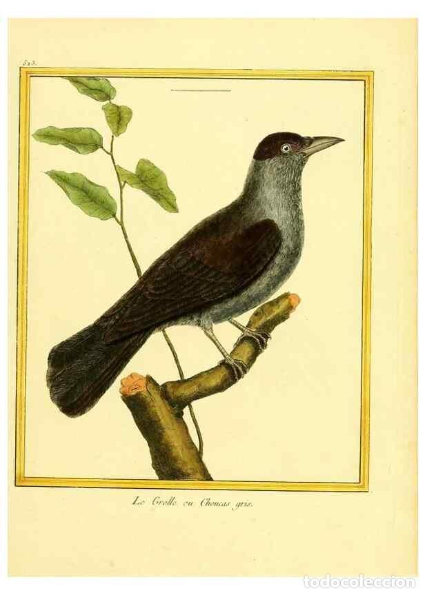 Collectionnisme de Revues et Journaux: Reproducci&oacute;n/Reproduction 49640284902: Planches enlumin&eacute;es d'histoire naturelle. Paris? :s.n.,1765-1